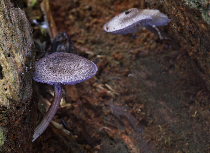 Entoloma euchroum